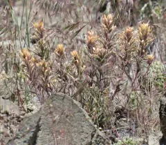 northwestern paintbrush thumbnail 1