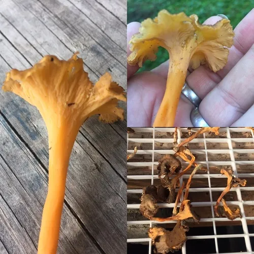 Yellow Foot