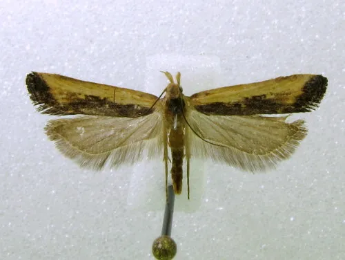 Dichomeris simpliciella