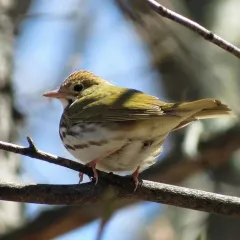 Ovenbird thumbnail 4