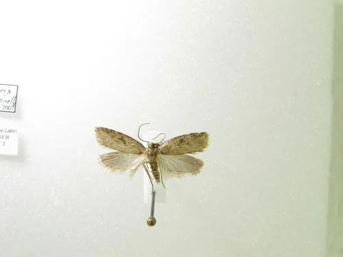 Agonopterix fusciterminella