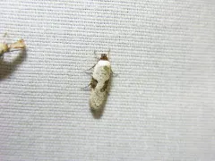 Exaeretia canella thumbnail 2