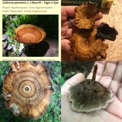 Brown Funnel Polypore thumbnail 5
