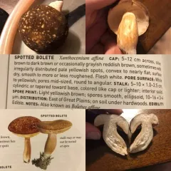 spotted bolete thumbnail 2