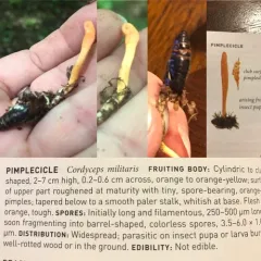 Scarlet Caterpillar Club thumbnail 2