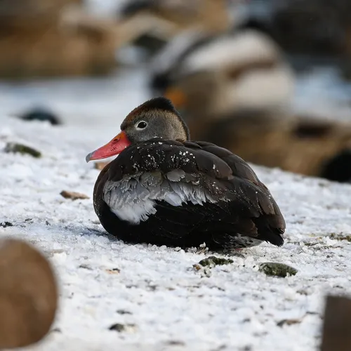 Black-bellied Whistling-Duck