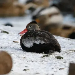 Black-bellied Whistling-Duck thumbnail 1