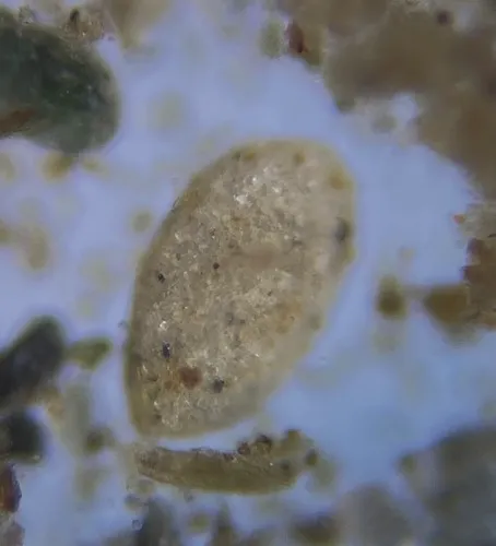 Miliammina fusca