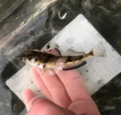 Roughback Sculpin thumbnail 2