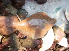 Yellowtail flounder thumbnail 2