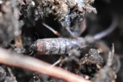 Pogonognathellus dubius thumbnail 2