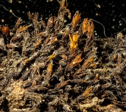 Schistidium frigidum
