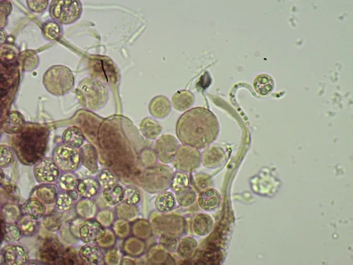 Cribraria microcarpa