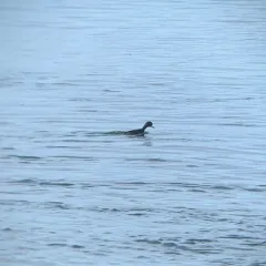 Black Scoter thumbnail 2