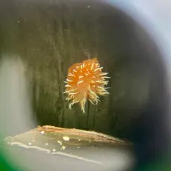 golden dirona thumbnail 2