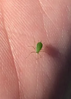 Green Jewelweed Aphid thumbnail 4