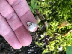Peltigera hymenina thumbnail 2