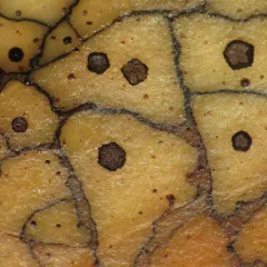 Map Fungus thumbnail 3