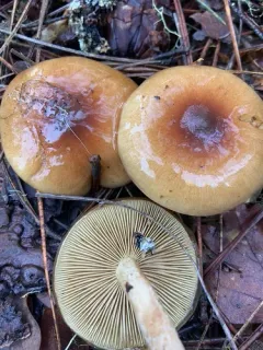 Pholiota velaglutinosa thumbnail 2