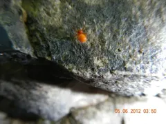 Rubens Orbweaver thumbnail 3