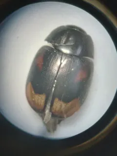 Sphaeridium scarabaeoides thumbnail 2