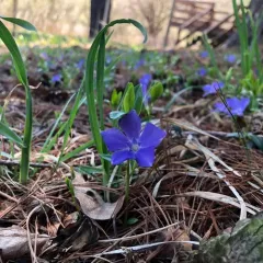 lesser periwinkle thumbnail 4