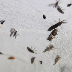 Chaoborus punctipennis thumbnail 4