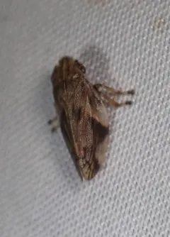 Four-spotted Spittlebug thumbnail 2