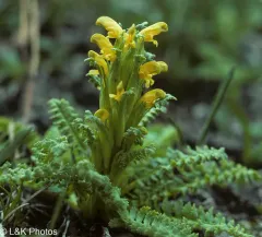 red-tipped lousewort thumbnail 2