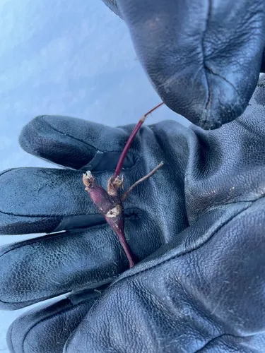 Neolasioptera nodulosa