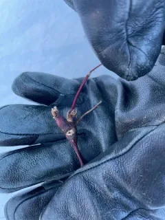 Neolasioptera nodulosa thumbnail 1