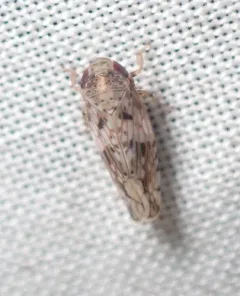 Menosoma cinctum thumbnail 3