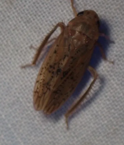 Ponana rubida