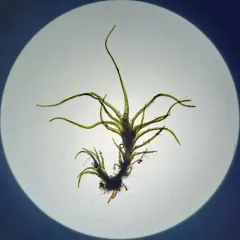 Cylindrical Trichodon thumbnail 2