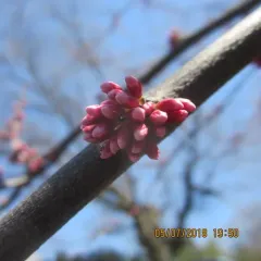 eastern redbud thumbnail 2