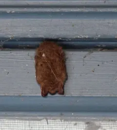 Tricolored Bat thumbnail 1
