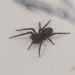 Black Laceweaver thumbnail 3