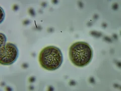 Cribraria vulgaris thumbnail 3