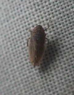Stirellus bicolor thumbnail 2