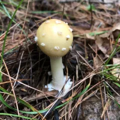 Great Funnel-Veil Amanita thumbnail 3