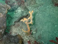Isodictya rigida thumbnail 4