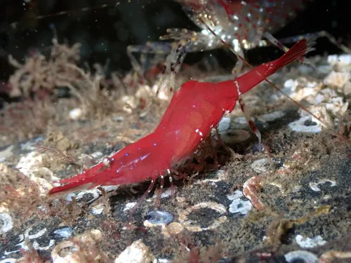 Heptacarpus franciscanus
