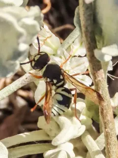 Euodynerus annulatus thumbnail 2
