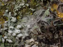 cobweb duster thumbnail 4