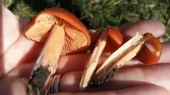 Caulorhiza hygrophoroides thumbnail 2