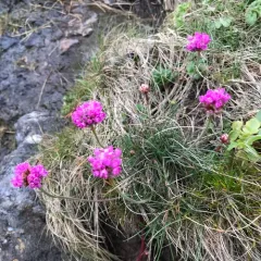 Sea Thrift thumbnail 4