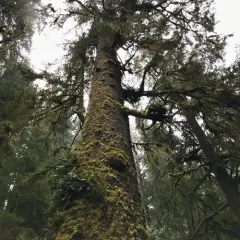 Sitka spruce thumbnail 4