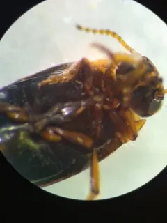 Oreodytes scitulus thumbnail 2