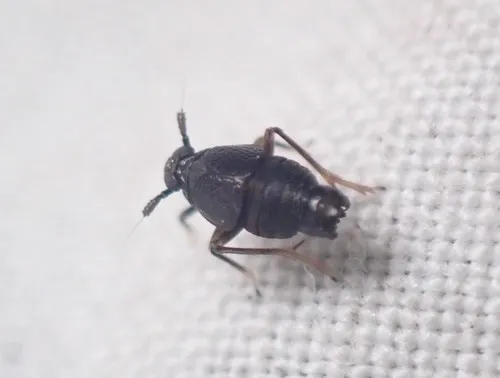 Pissonotus divergens