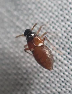 Pissonotus guttatus thumbnail 2